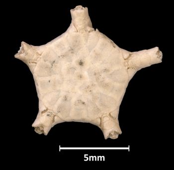 Media type: image;   Invertebrate Zoology OPH-531 Aspect: dorsal